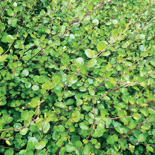 Muehlenbeckia axillaris